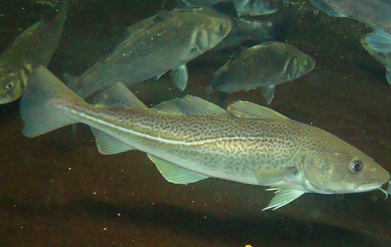 File:Morue dans les aquariums de Mareis.jpg