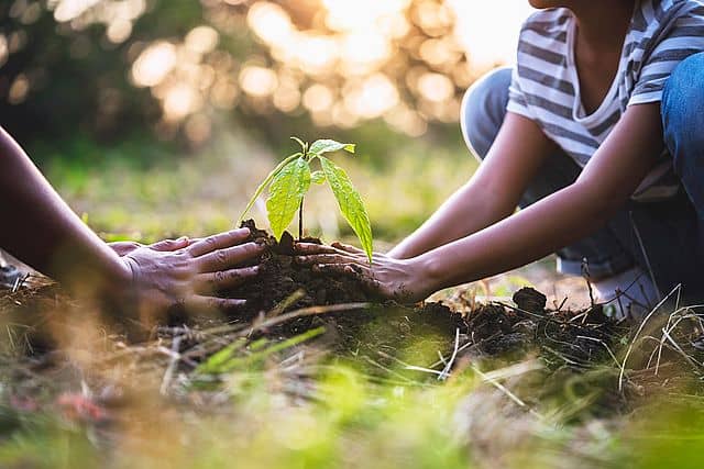 Planter un arbre