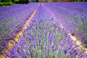 Lavender flowers