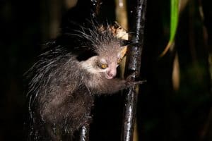 Unusual animals - the aye-aye!